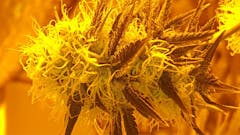 User uploaded image of Jacky White