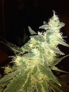 User uploaded image of Jacky White