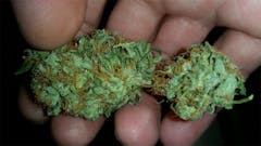 User uploaded image of Jah Kush