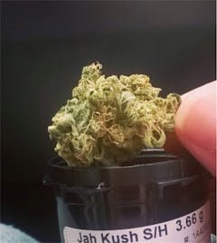 User uploaded image of Jah Kush
