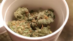 User uploaded image of Jah Kush