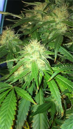 User uploaded image of Jamaican Dream