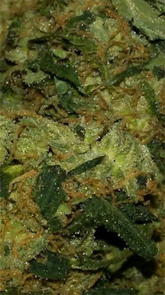 User uploaded image of Jamaican Dream