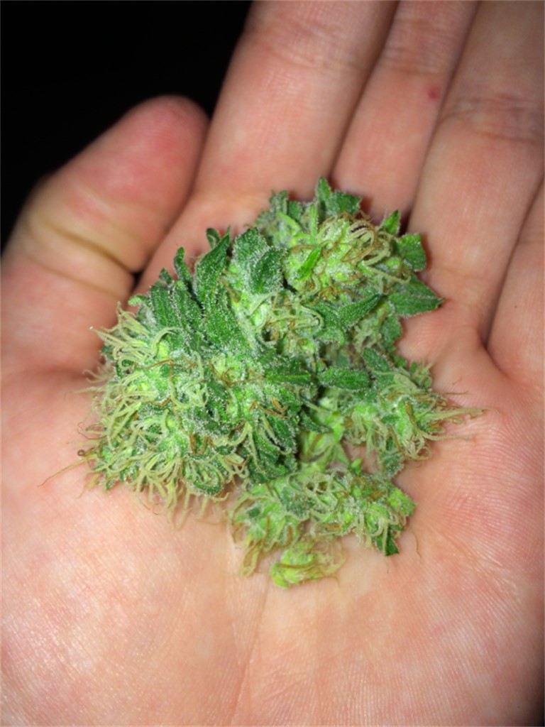 Photos Of Jamaican Dream Weed Strain Buds | Leafly