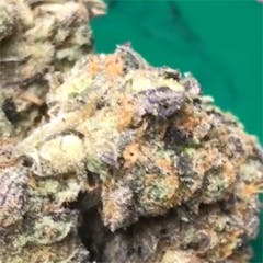 User uploaded image of Jamaican Dream