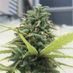 User uploaded image of Jamaican Dream