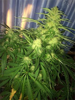 User uploaded image of Jamaican Dream