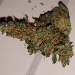 User uploaded image of Jamaican Lion