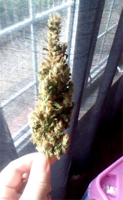 User uploaded image of Jamaican Lion