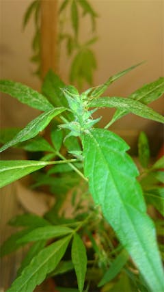 User uploaded image of Jamaican Pearl