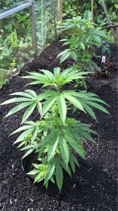 User uploaded image of Jamaican Pearl