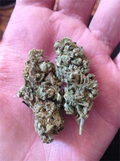 User uploaded image of Jamaican Pearl