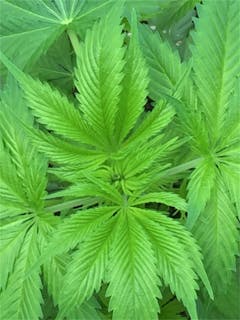 User uploaded image of Jamaican Pearl