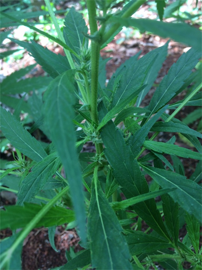 Photos Of Jamaican Pearl Weed Strain Buds | Leafly