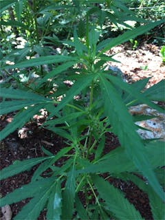 User uploaded image of Jamaican Pearl