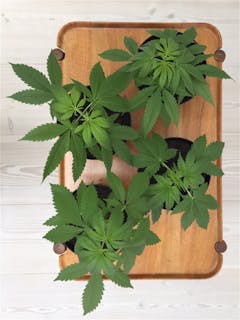 User uploaded image of Jamaican Pearl