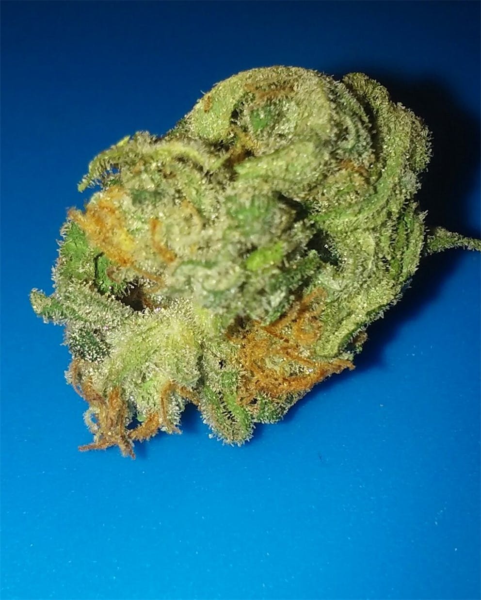 Photos of Jasmine Weed Strain Buds Leafly