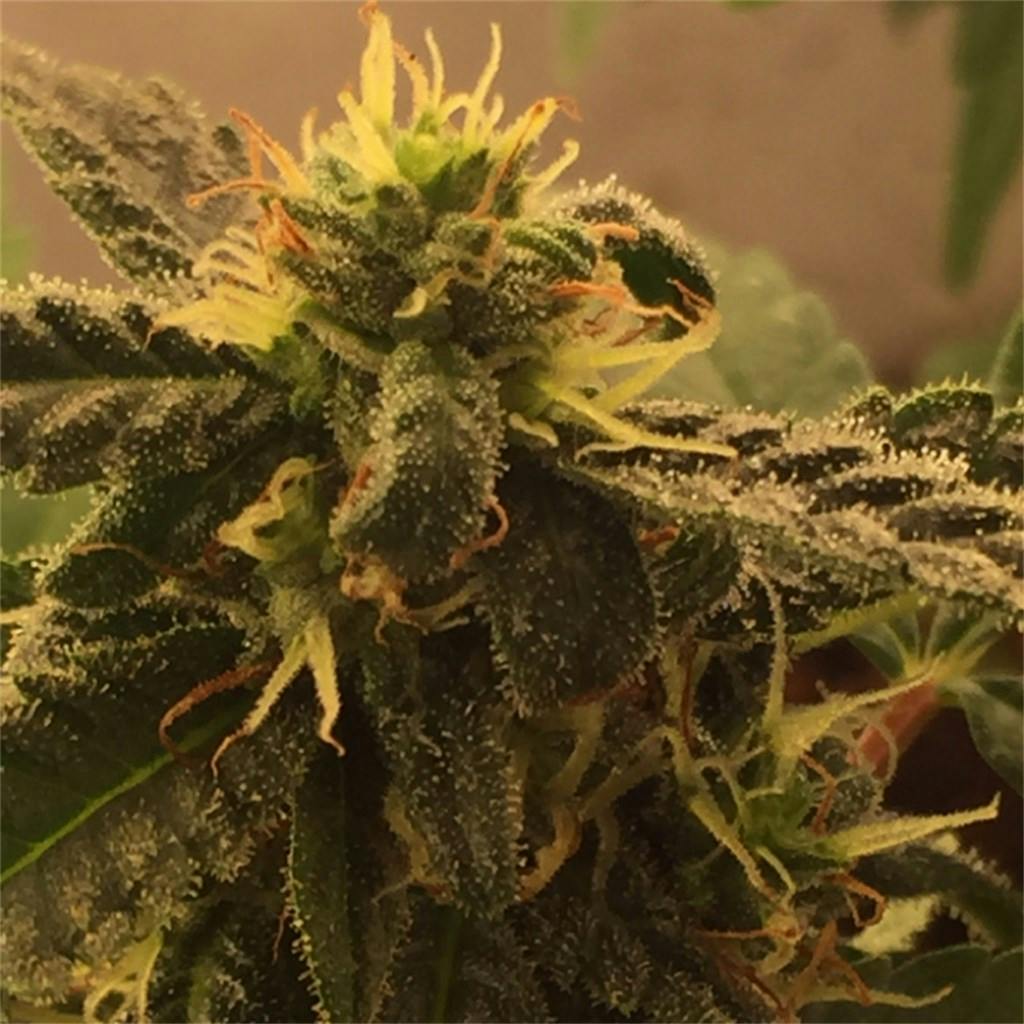 Jasmine aka Yasmin Weed Strain Information Leafly