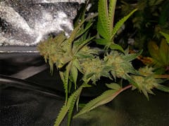 User uploaded image of Jawa Pie