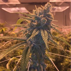 User uploaded image of Jazz