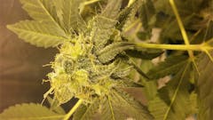 User uploaded image of Jean Guy