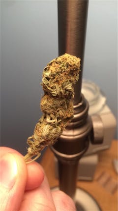 User uploaded image of Jedi Kush