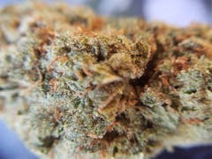 User uploaded image of Jedi Kush