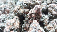 User uploaded image of Jenny Kush