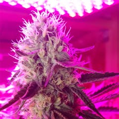 User uploaded image of Jenny Kush