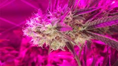 User uploaded image of Jenny Kush