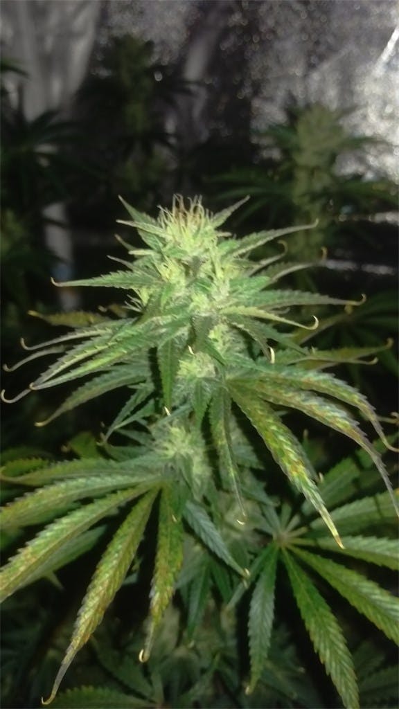 Jesus Weed Strain Information Leafly