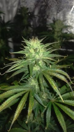 User uploaded image of Jesus