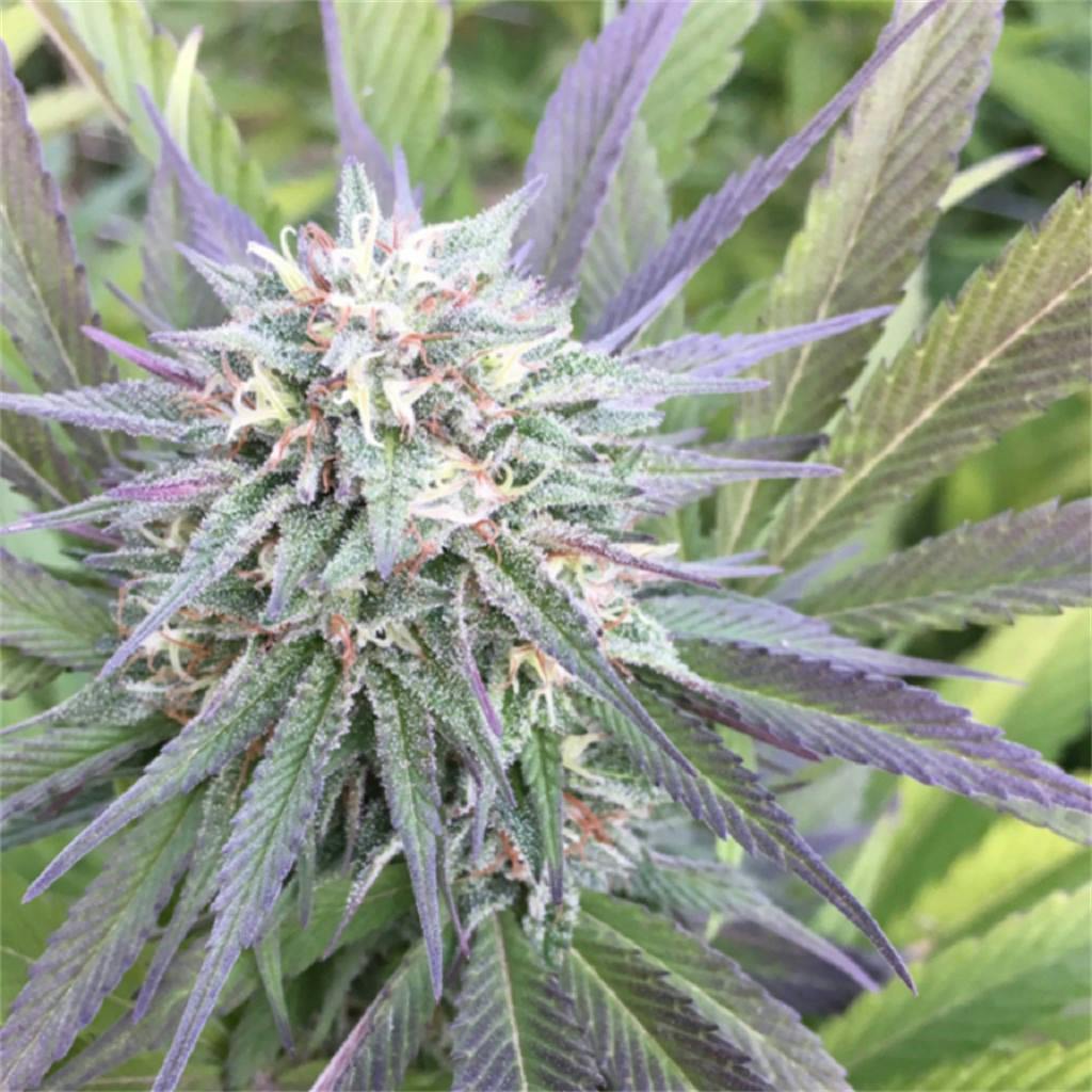 Jet Fuel aka G6, Jet Fuel OG, Jet Fuel G6, Jet Fuel Kush, G6 Kush Weed