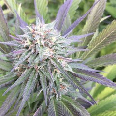 User uploaded image of Jet Fuel