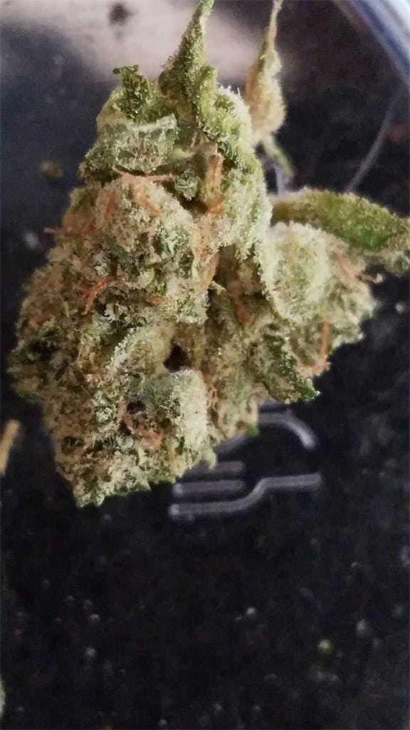 Photos of Jet Fuel Weed Strain Buds Leafly