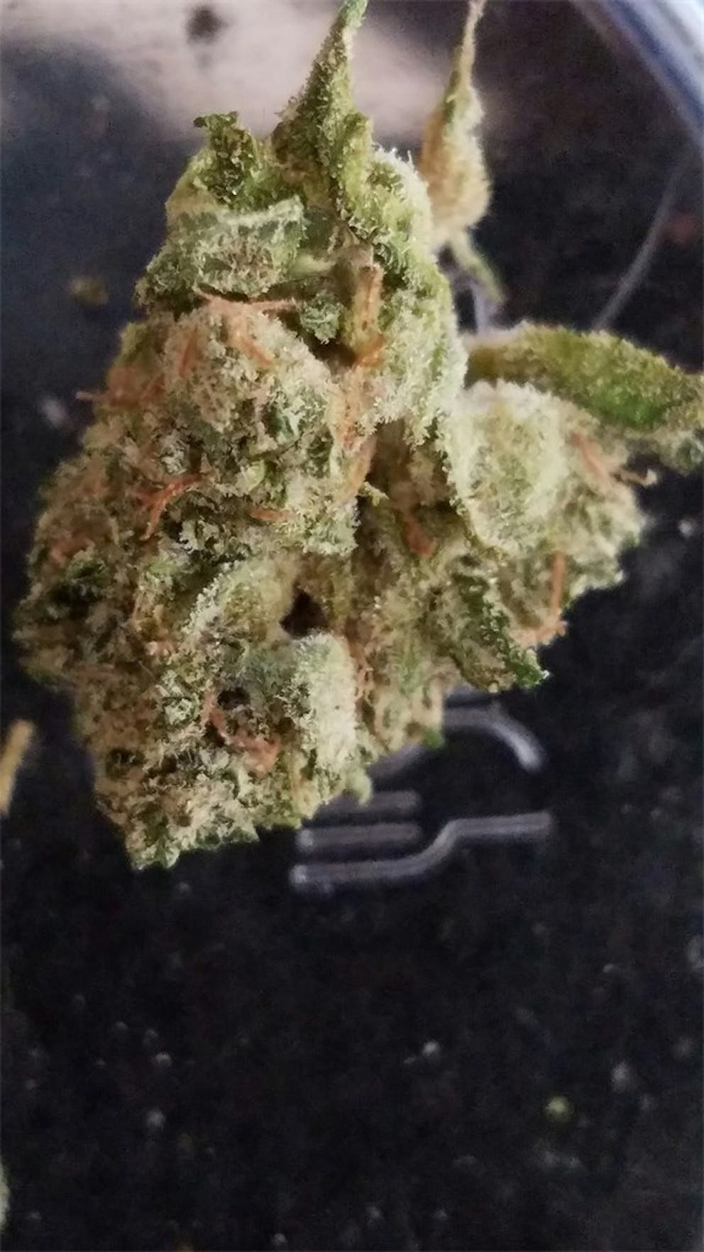 Photos of Jet Fuel Weed Strain Buds Leafly