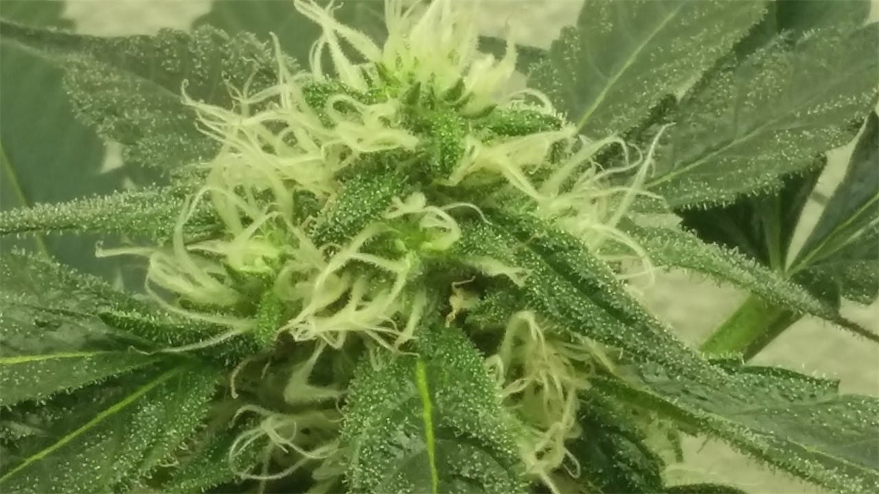 Photos of Jet Fuel Weed Strain Buds Leafly