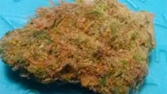 User uploaded image of Jillybean