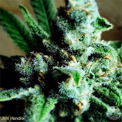 User uploaded image of Jimi Hendrix