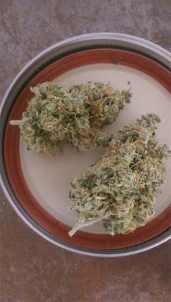 User uploaded image of Jock Horror