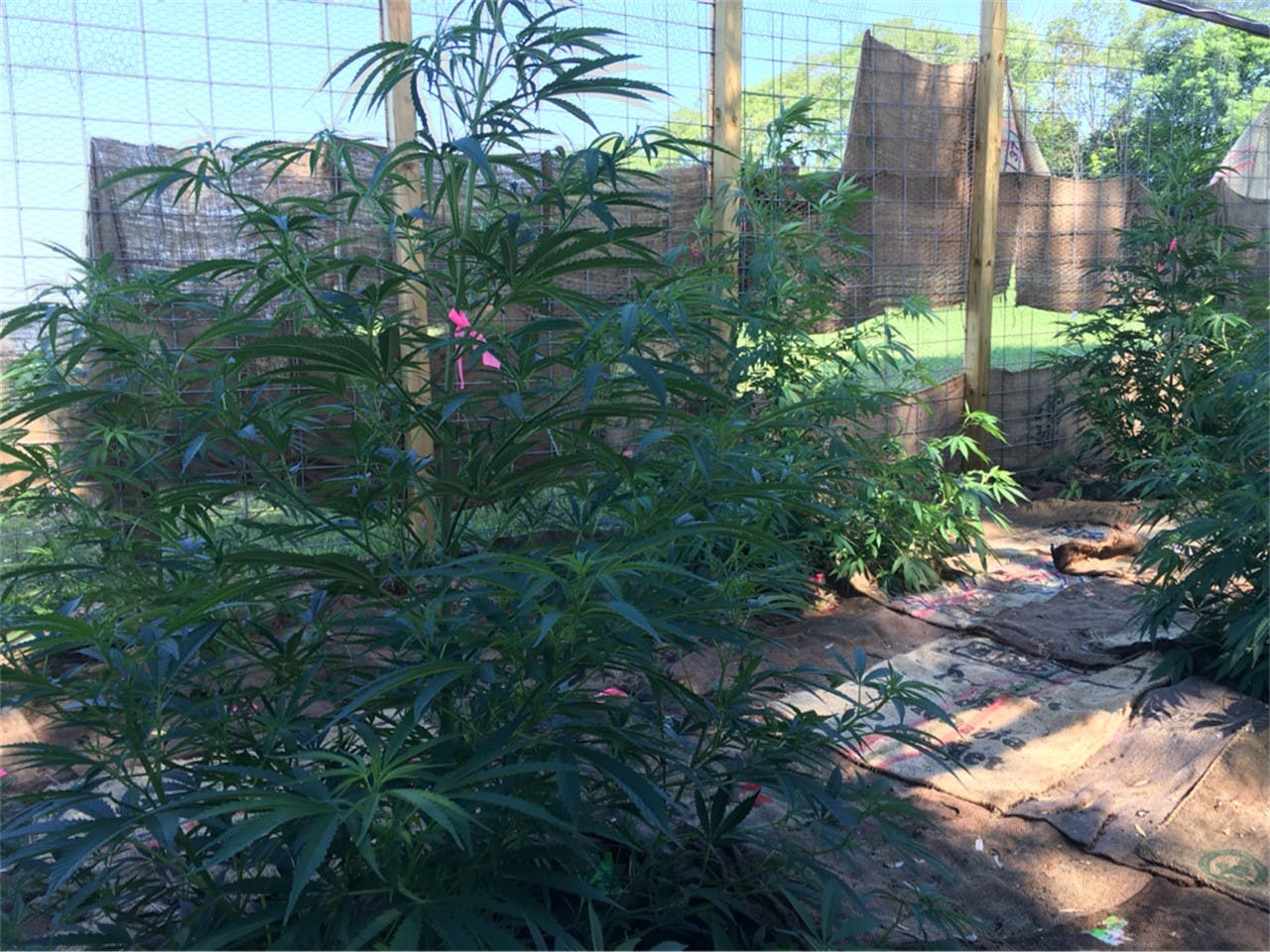 Happy Rancher aka Jolly Rancher Marijuana Strain Information Leafly