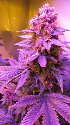 User uploaded image of Jager