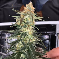 User uploaded image of Jager