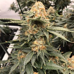 User uploaded image of Jager