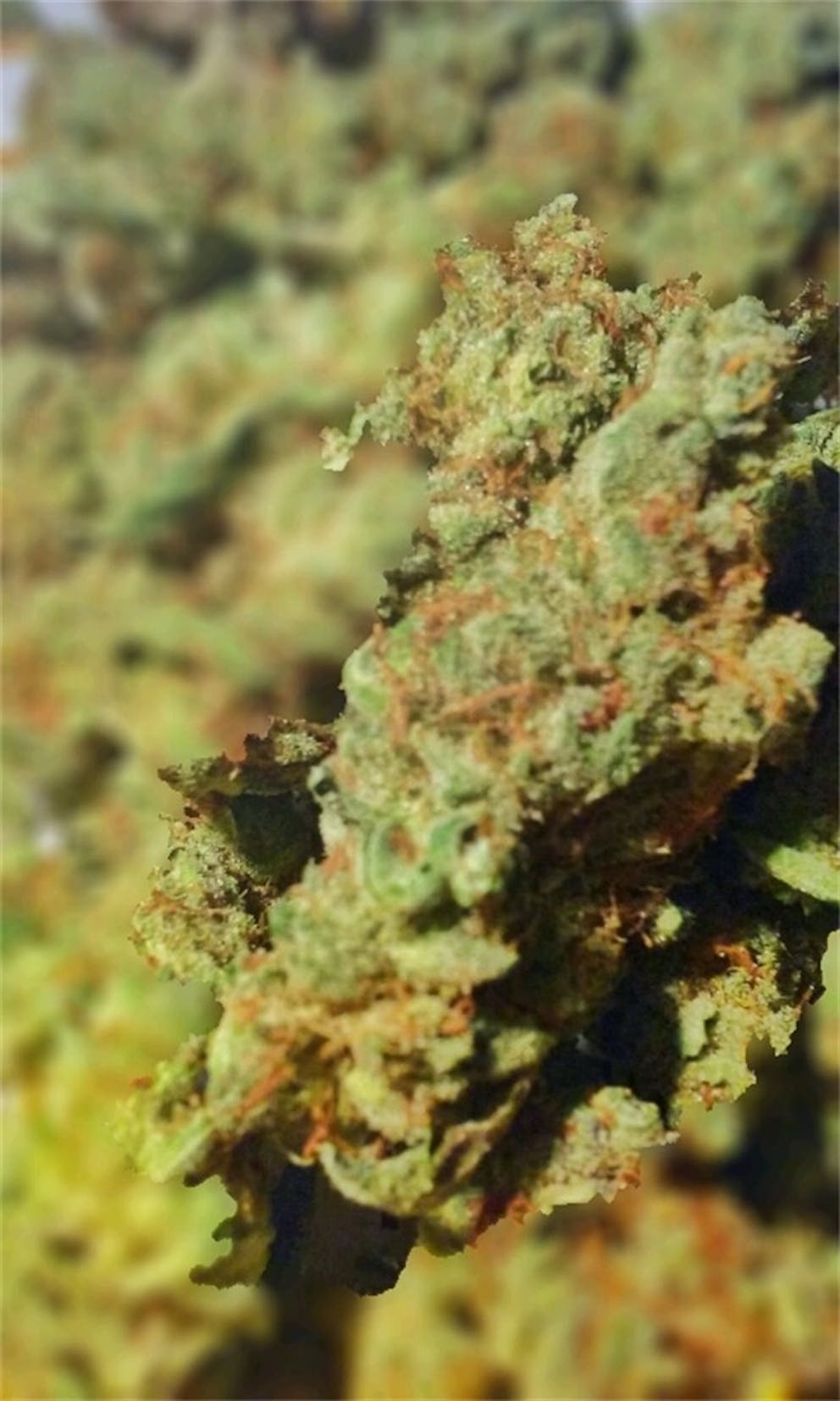 Photos of Juicy Fruit Weed Strain Buds Leafly