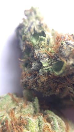 User uploaded image of Juliet