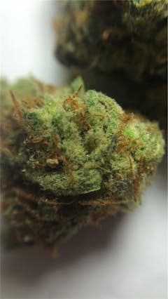 User uploaded image of Juliet