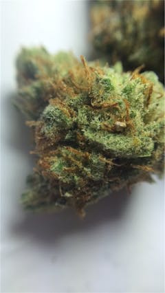 User uploaded image of Juliet