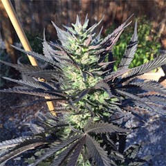 User uploaded image of Julius Caesar