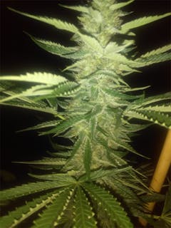 User uploaded image of Julius Caesar